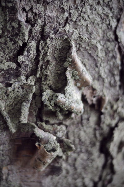 bark