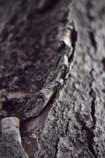 bark