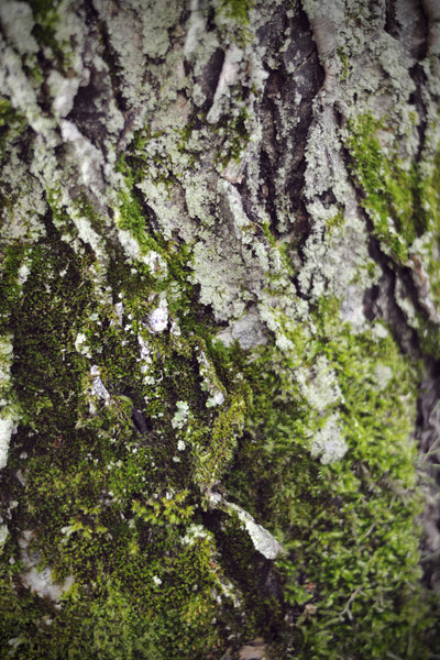 bark